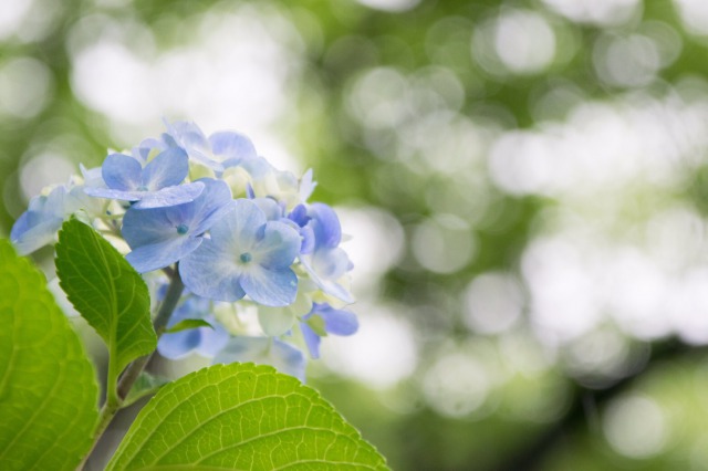 紫陽花の写真